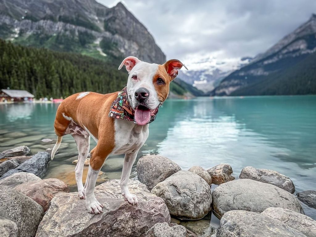 Courtesy of American Humane Society