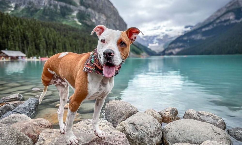 Courtesy of American Humane Society