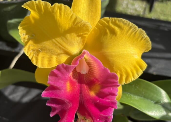 Sawgrass Nature Centers February Orchid and Plant Festival